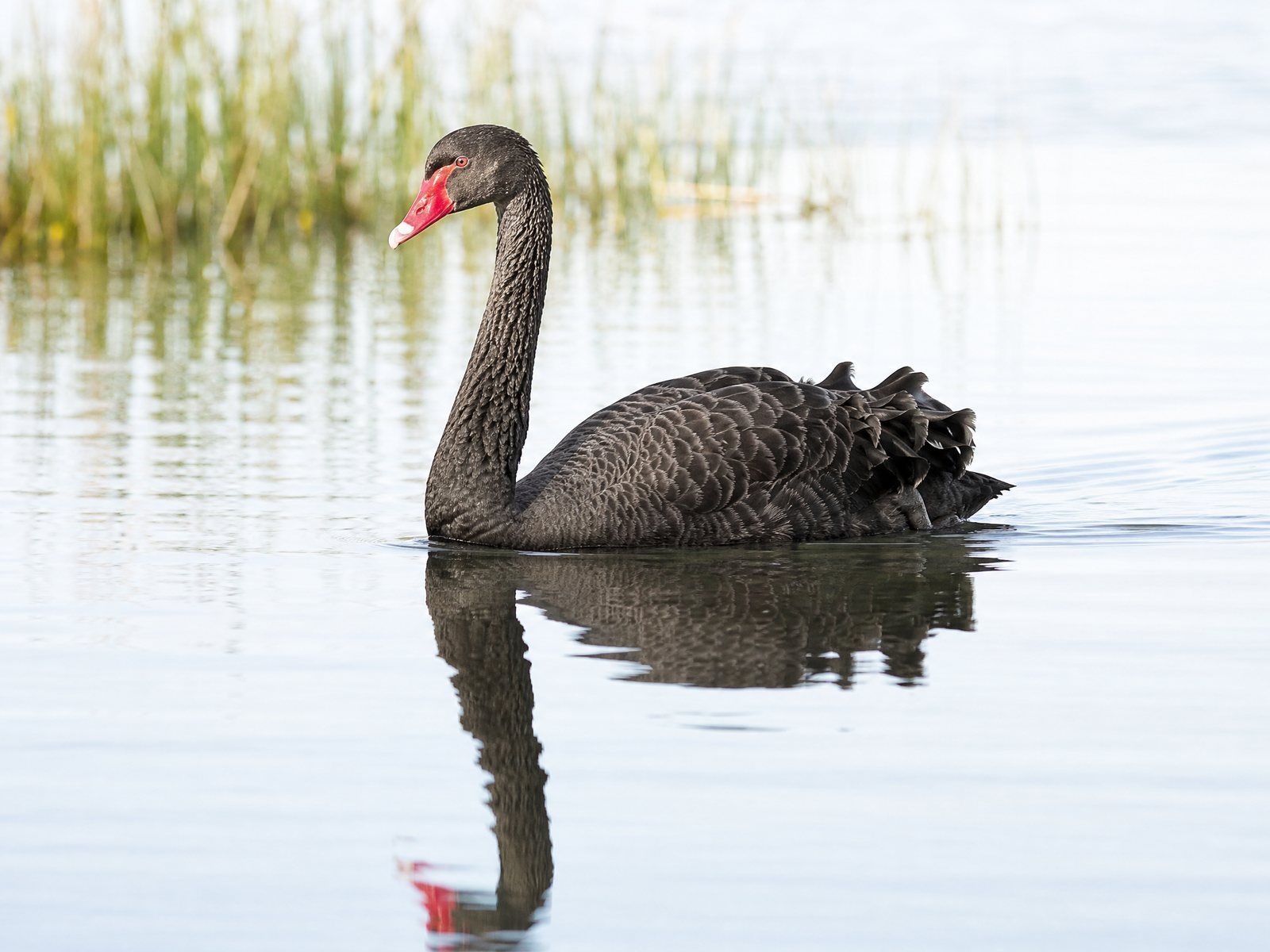 Black Swan