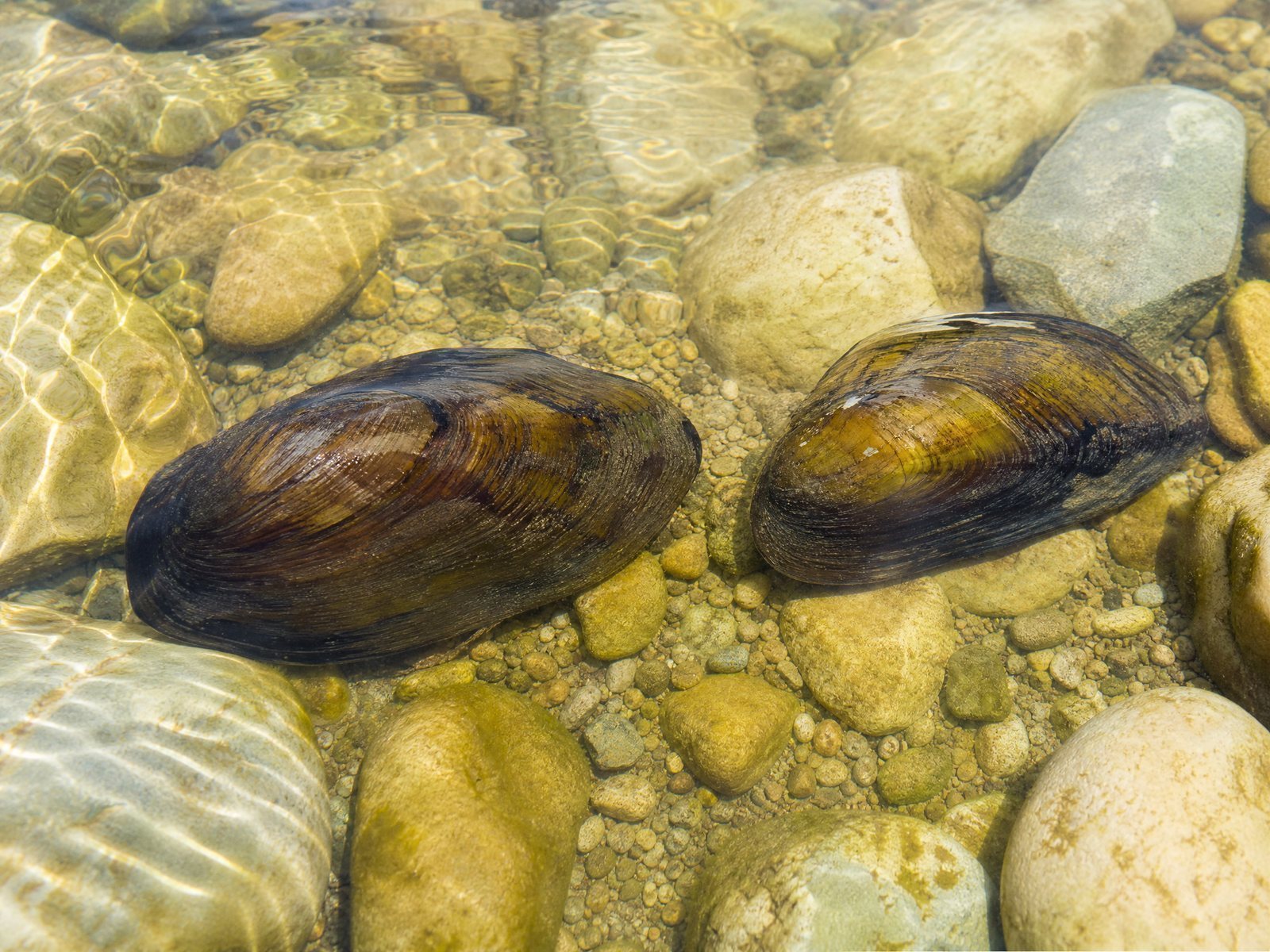 Freshwater Mussel