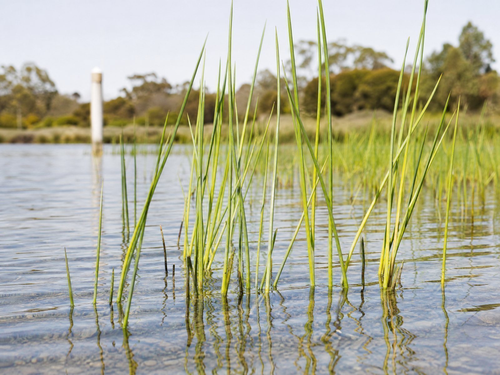 Reed Bundle